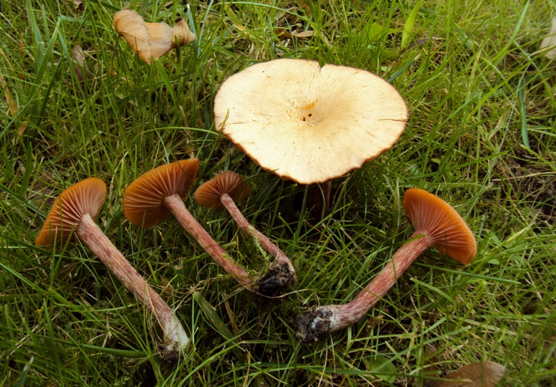 bulimia fungina al parco parte II